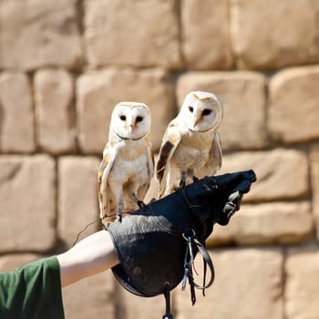 The Barn Owl (Tyto alba) is the most widely distributed species of owl, and one of the most widespread of all birds. It is also referred to as Common Barn Owl, to distinguish it from other species in the barn-owl family Tytonidae.