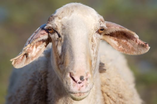 Portrait of sheep funny in the field