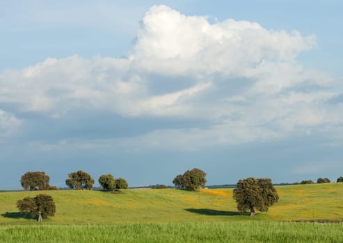 Landscape with some trees and a beautiful sky