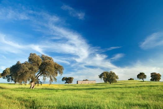 Landscape with some trees and a beautiful sky