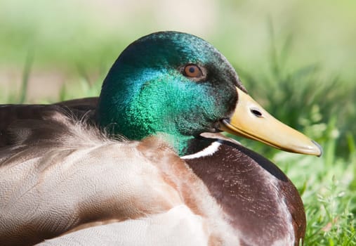 Beautiful duck with green head on the field