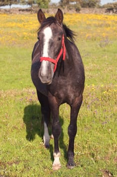 Nice horse in a meadow full of flowers