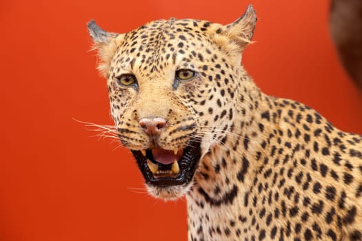 Nice portrait of a leopard stuffed with red background