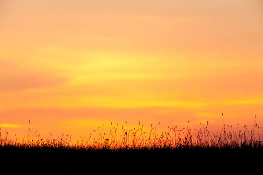 Beautiful orange sunset with the silhouette of wheat