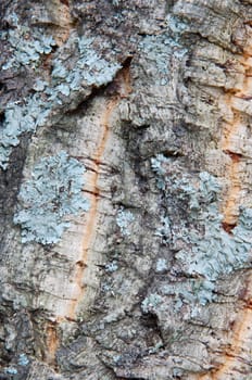 Wood texture - detail of the trunk of a tree -