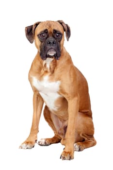 Boxer breed dog isolated on white background