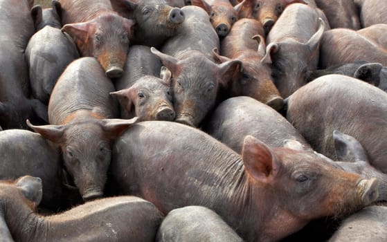 A lot of crowded piggies in a farm