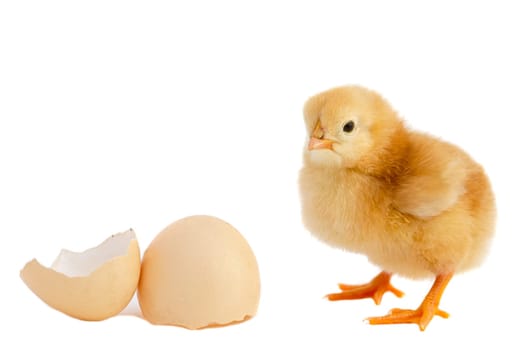 A baby chick over a white background