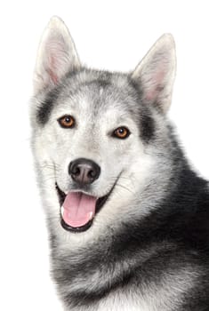 Adorable dog a over white back ground