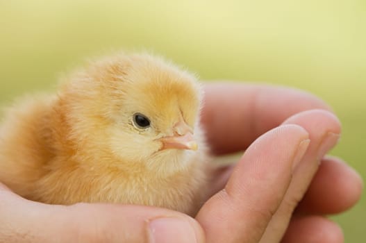 Hands of a person caring for a small chicken