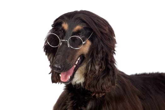 Arabian hound dog with glasses isolated on white background