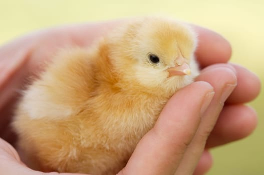 Hands of a person caring for a small chicken
