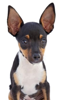 A small dog a over white background
