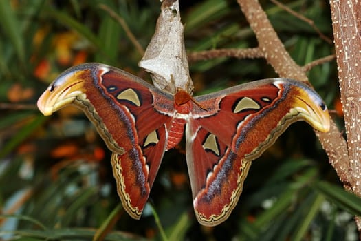 Male Atlas Spinner