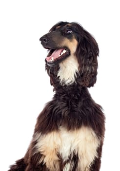 Arabian hound dog isolated on white background