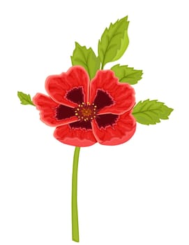 Red poppy flower. Isolated over white background.