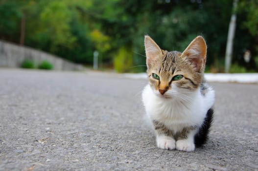 Stray kitten sitting on the ground, it looks sad