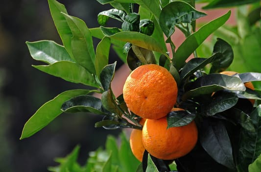 Orange tree in Mallorca