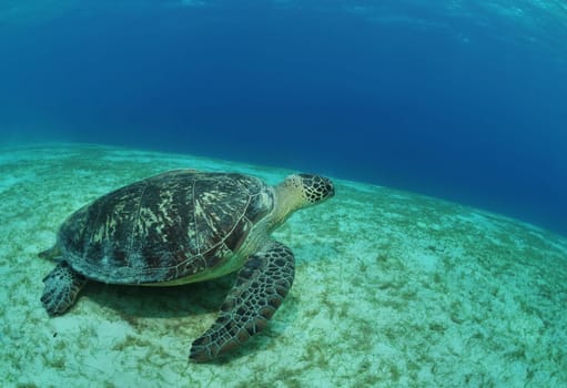 Green sea turtle in the Philippine Sea