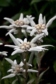 Edelweiss