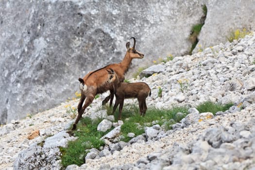 chamois (Rupicapra Carpatica) who go on a mountain