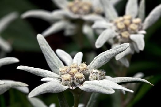 Edelweiss