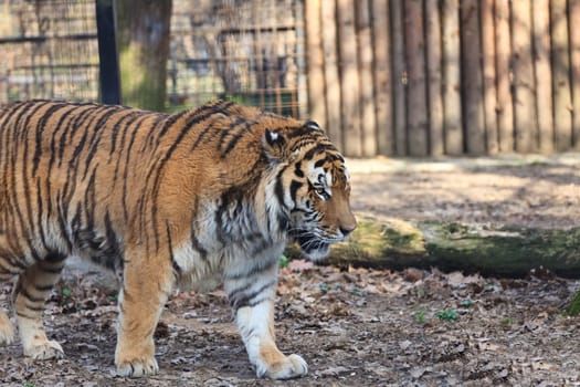 a big tiger walking in the zoo