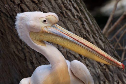 great white pelican (Pelecanus onocrotalus) near a tree