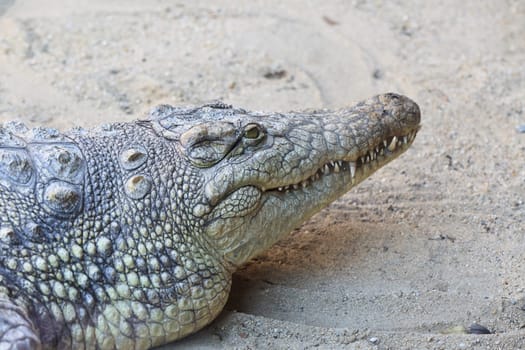close up view of the head of crocodile