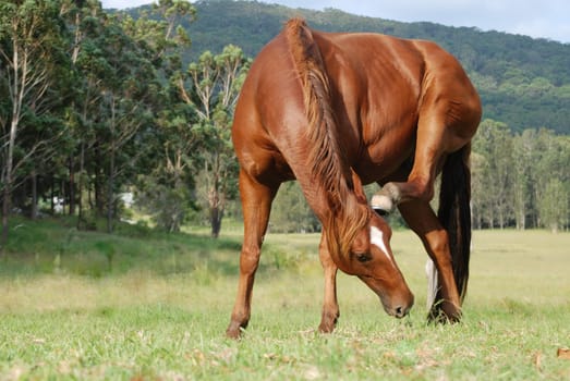 Quarter horse in the pasture