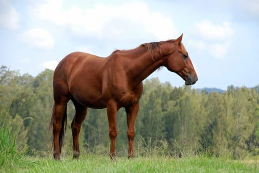 Suny in the pasture
