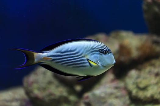 hippo blue tang in coral reef aquarium