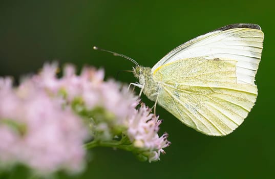 Greater cabbage white