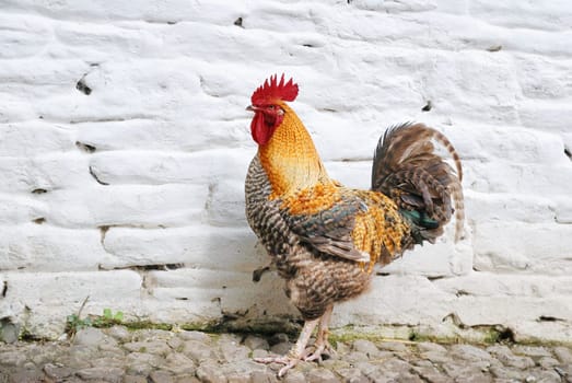 Cock (rooster) standing at white brick wall