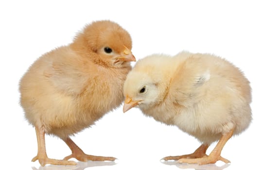 Two little yellow chicken isolated on white background