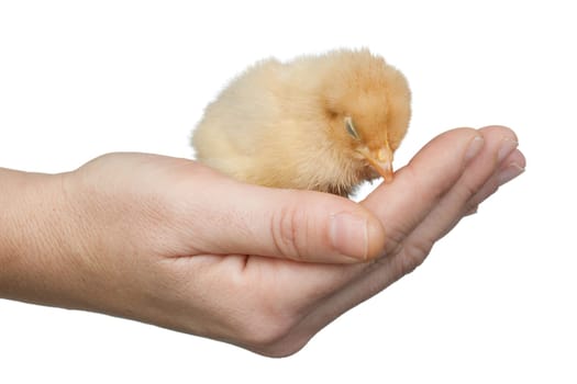 Small yellow chicken asleep on a hand isolated on white background