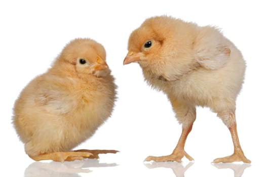 Two little yellow chicken isolated on white background