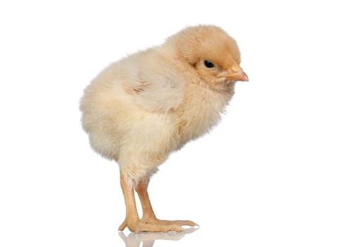 Little yellow chicken isolated on white background