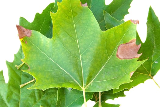 Many leaves isolated on a white background