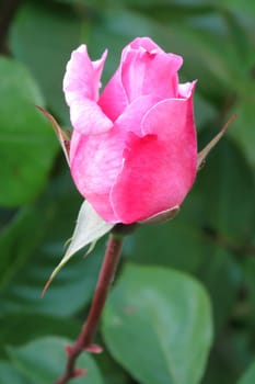 Beautiful pink rose in the garden surrounded by green leaves