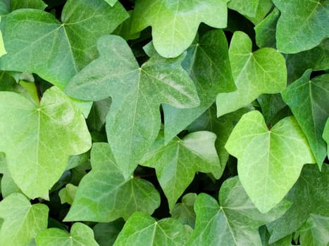 Beautiful climbing plant with many green leaves