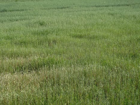 Texture of the green grass in the natural turf