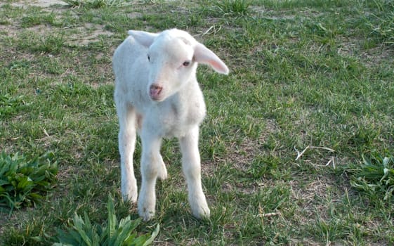 ewe baby in the field in freedom