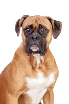 Boxer breed dog isolated on white background