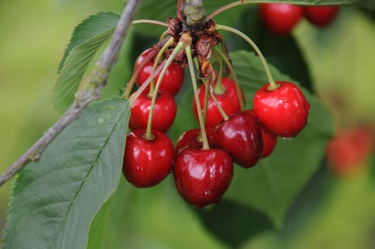 fresh cherries