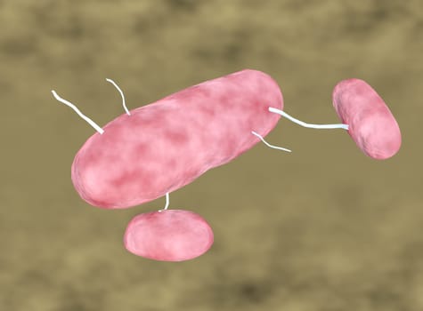bacteria