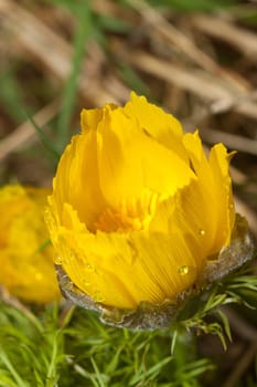 Adonis beauty in a meadow in Lubusz,Brandenburg