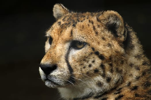 Cheetah Portrait