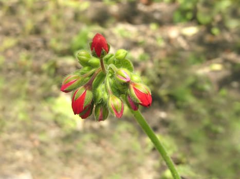 Flower buds of a red geranium