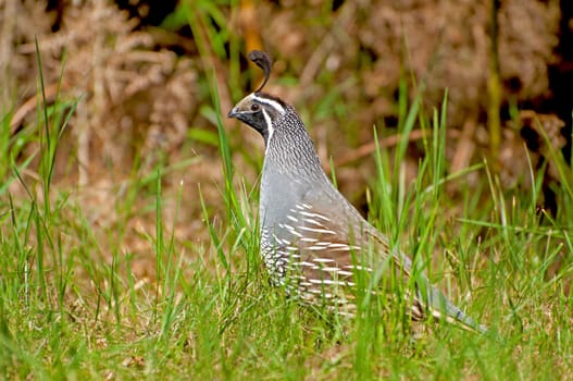 California Quail